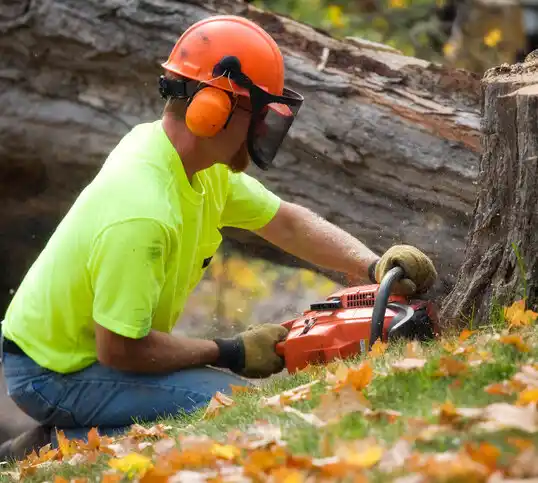 tree services Beach Haven